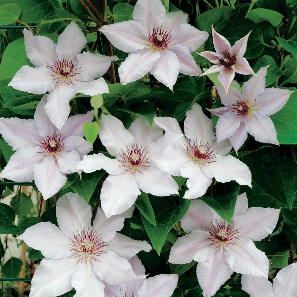 Clematis quadis yadwig