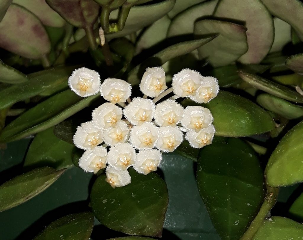 Hoya lacunosa super nanuk