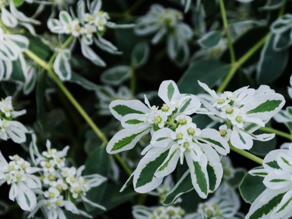 Euphorbia Bordered - najlepšie tipy pre pestovanie