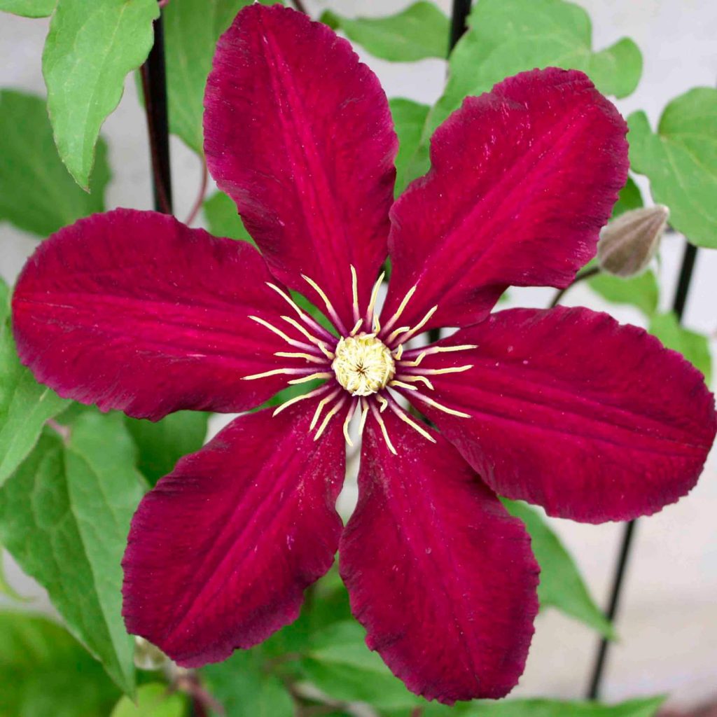 Opis Clematis niobe