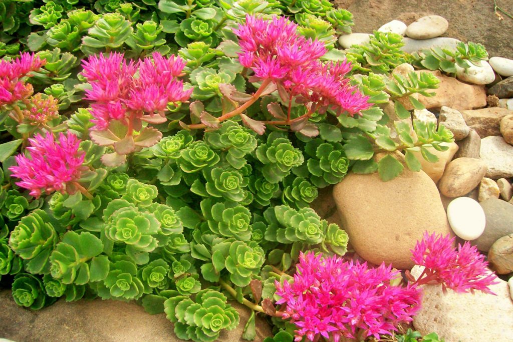 Fotka pôdopokryvnej rastliny Sedum Fotka pôdopokryvnej rastliny Sedum