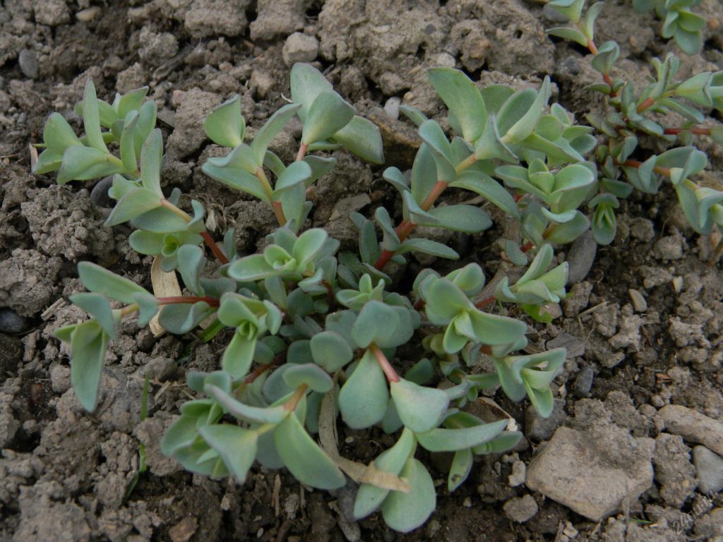 Fotka Sedum Eversa Fotka Sedum Eversa
