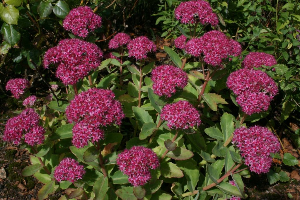 Fotografia Sedum carl Fotografia Sedum carl