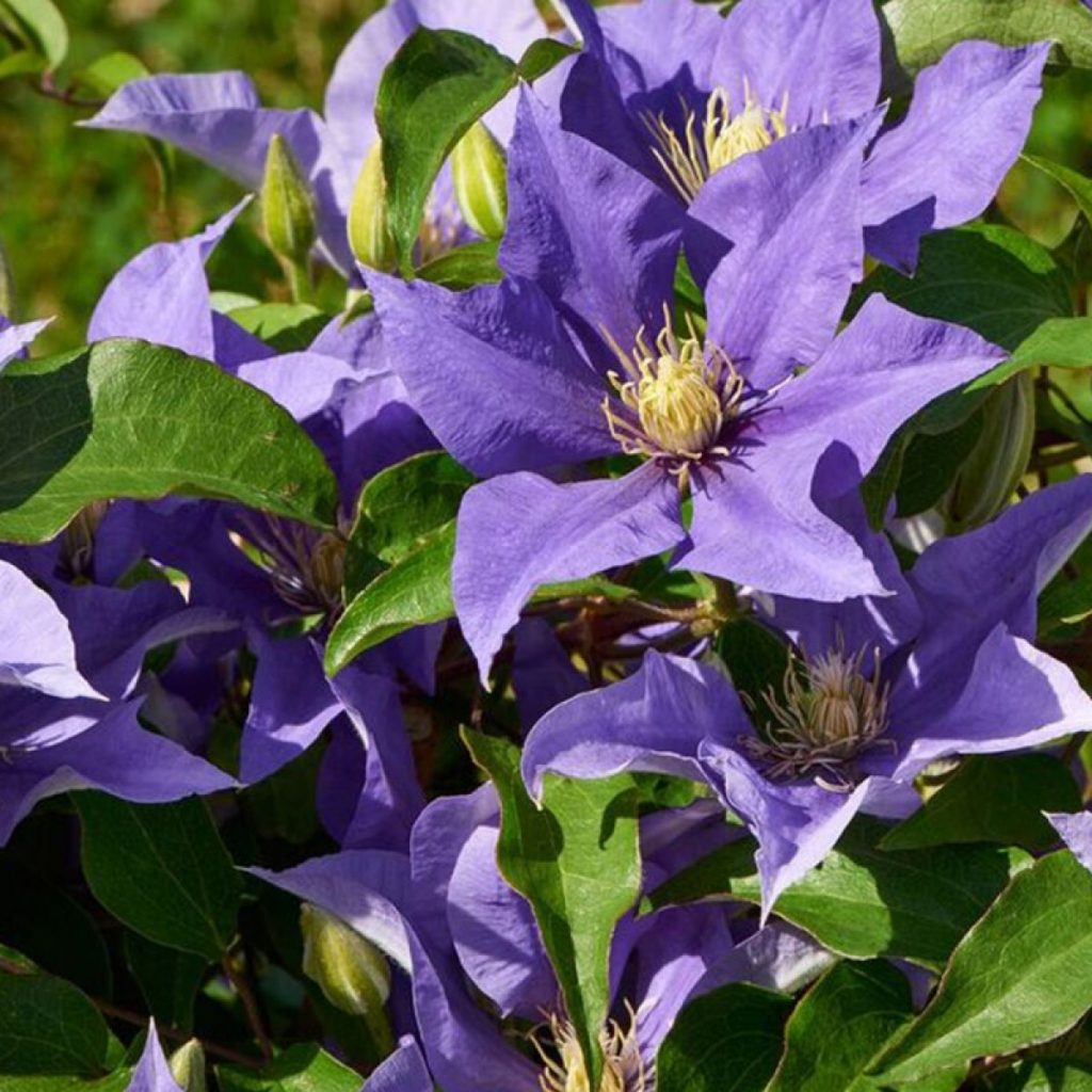 Manchu clematis Manchu clematis