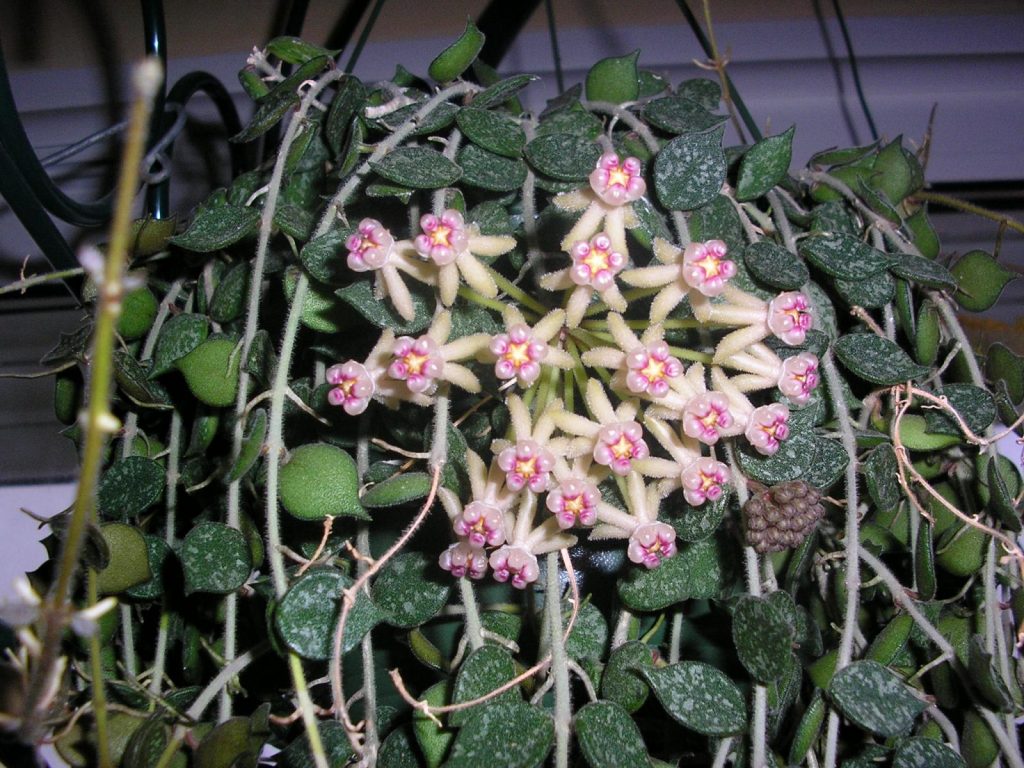 Hoya curtisii Hoya curtisii