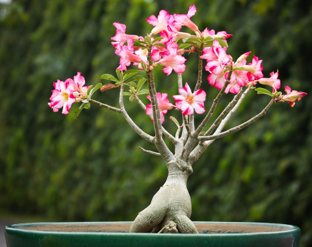 Adenium foto adenium foto Adenium foto adenium foto