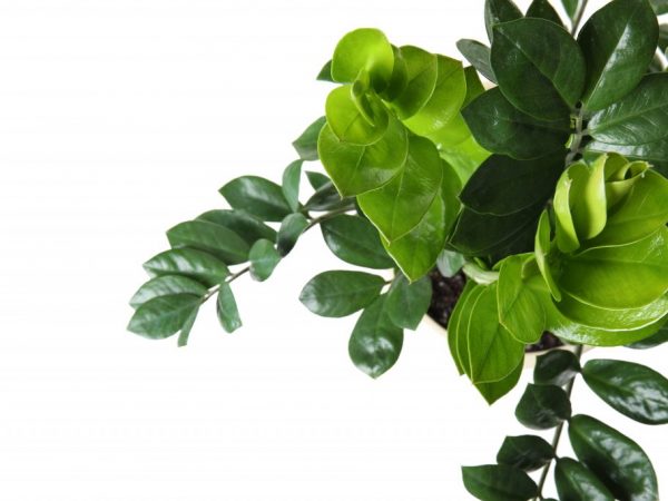 Zamioculcas sa môže zbaviť prebytočnej vlhkosti