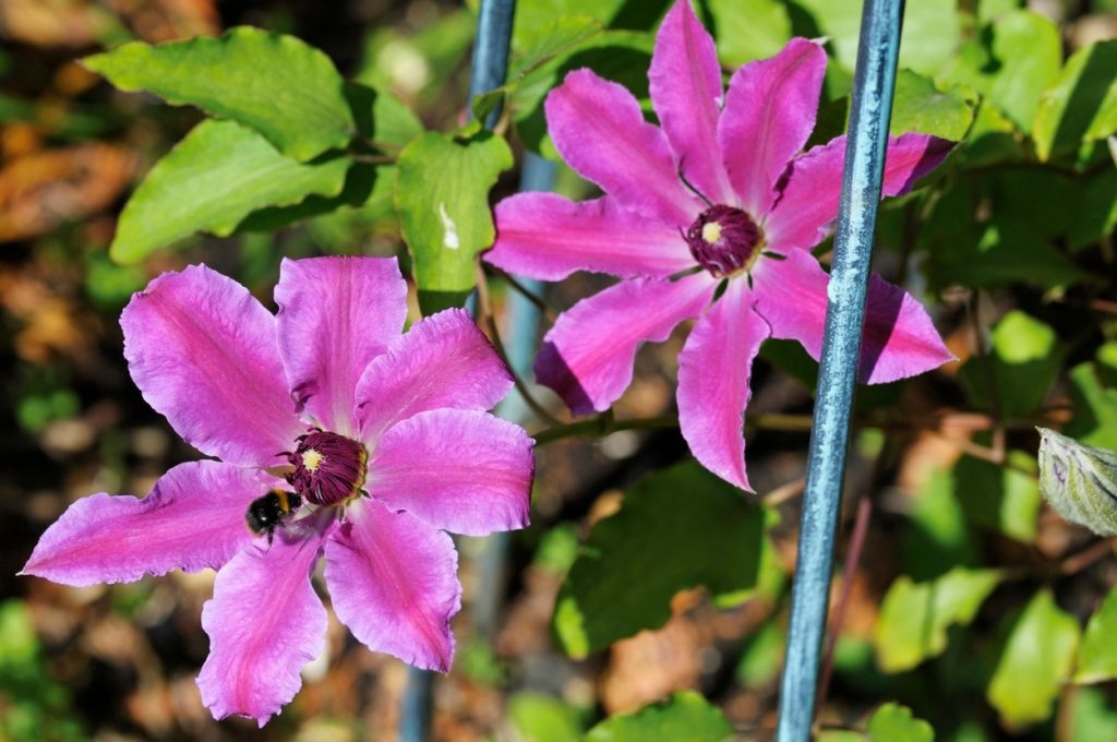 Clematis barbara Clematis barbara