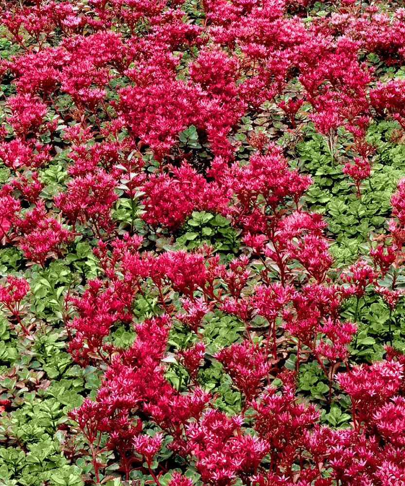 Sedum purpureum Sedum purpureum