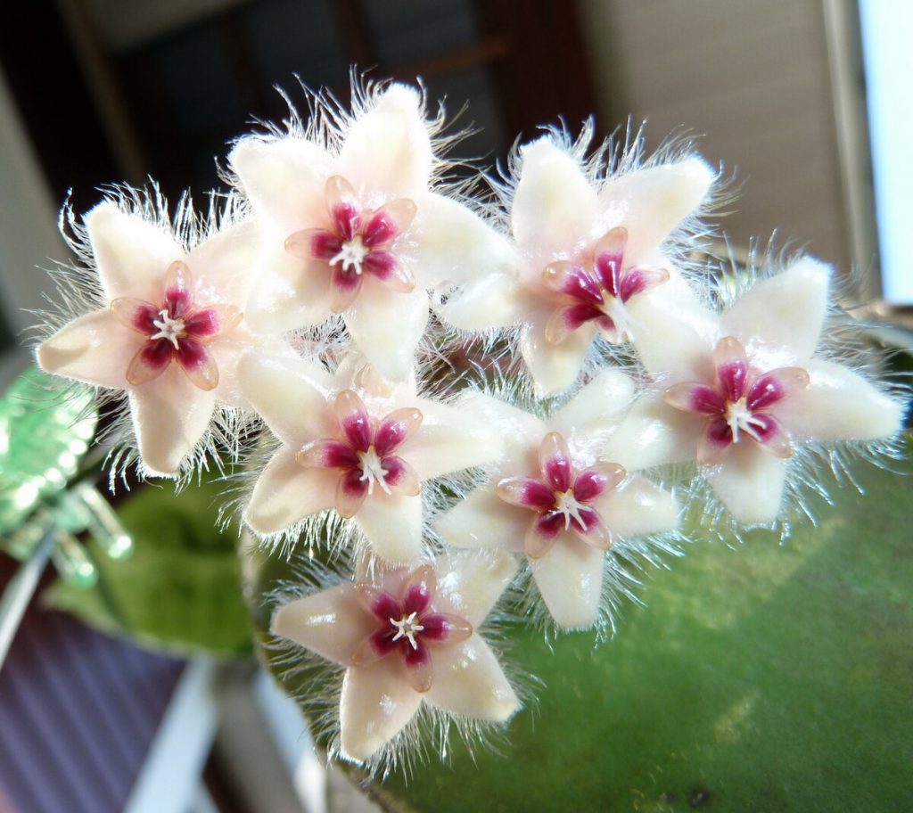Hoya Caudata veľké zelené listy