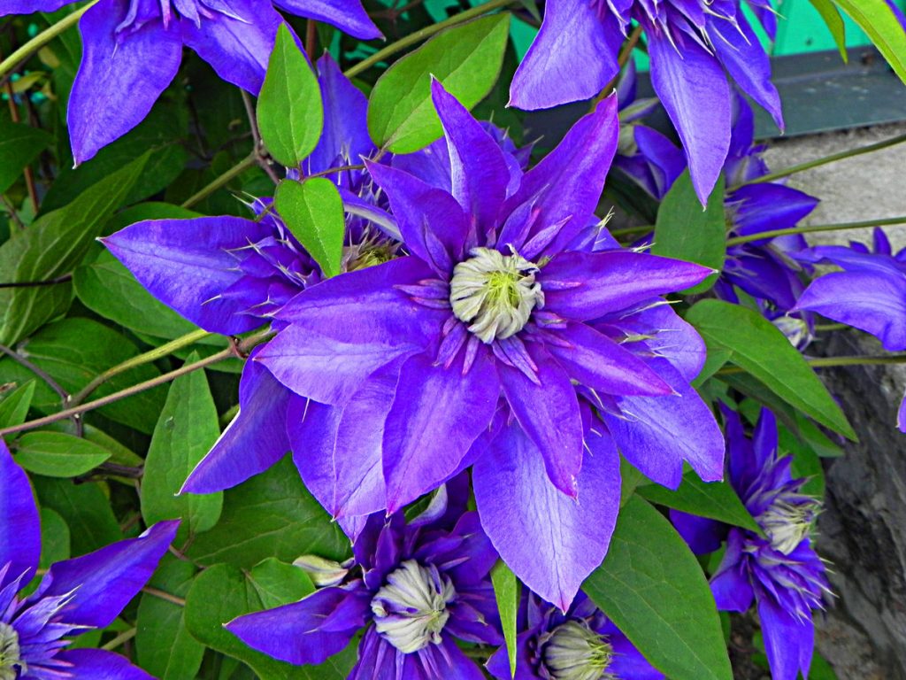 Clematis manchu biela Clematis manchu biela