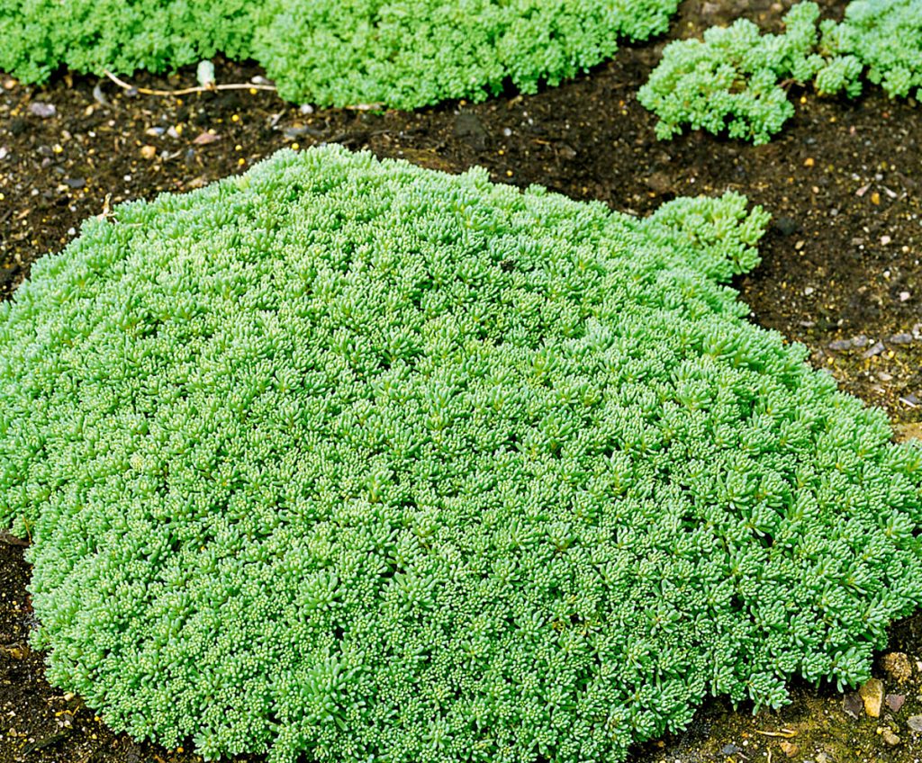 Sedum pôdopokryvné odrody fotka Sedum pôdopokryvné odrody fotka