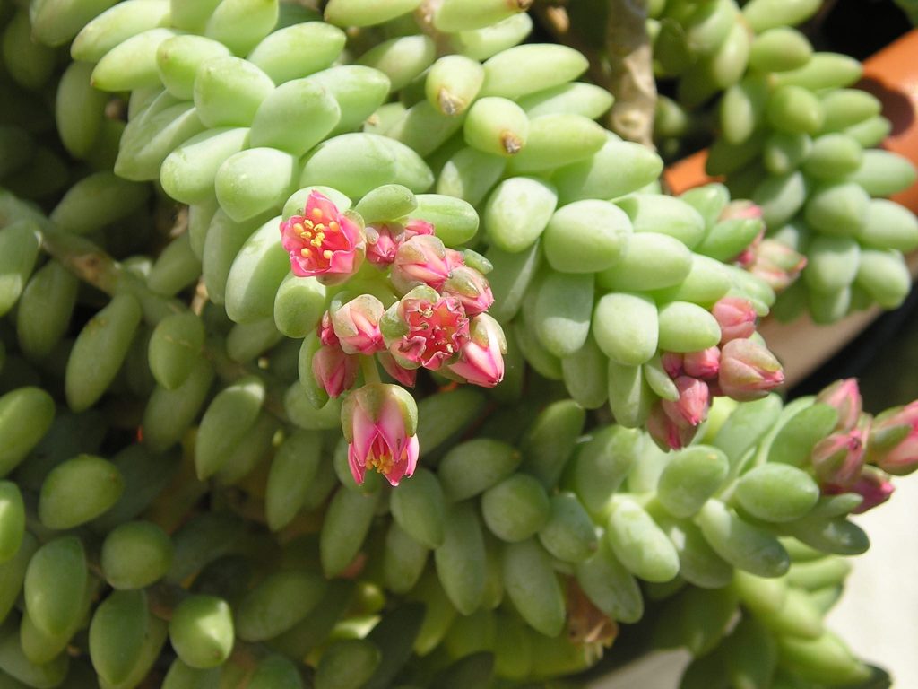 Sedum burrito Sedum burrito
