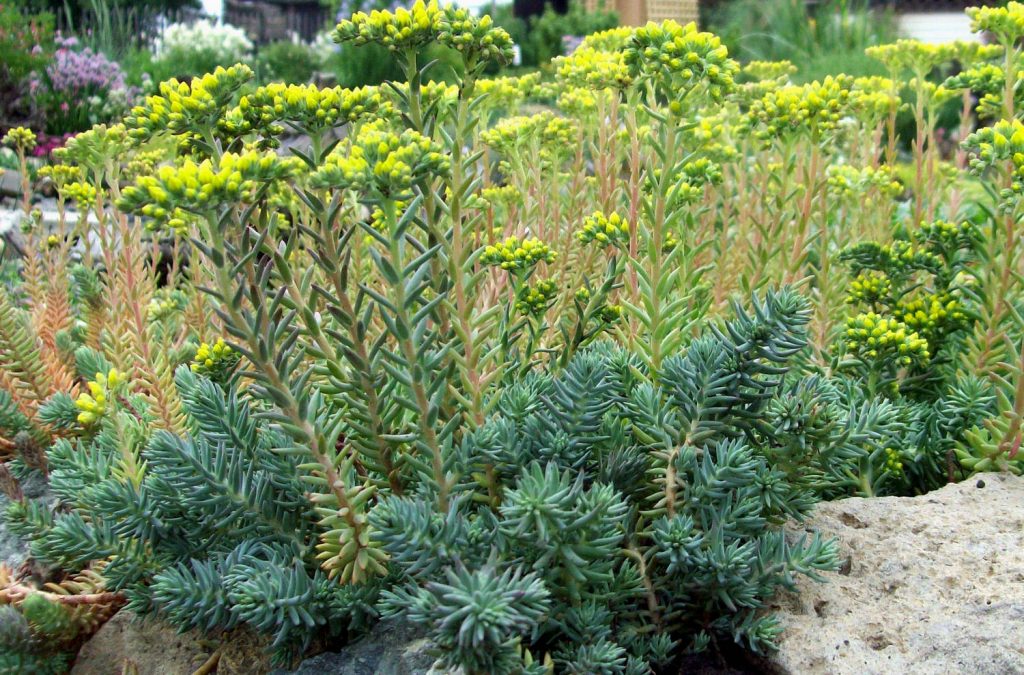 Sedum ohnutý modrý les Sedum ohnutý modrý les
