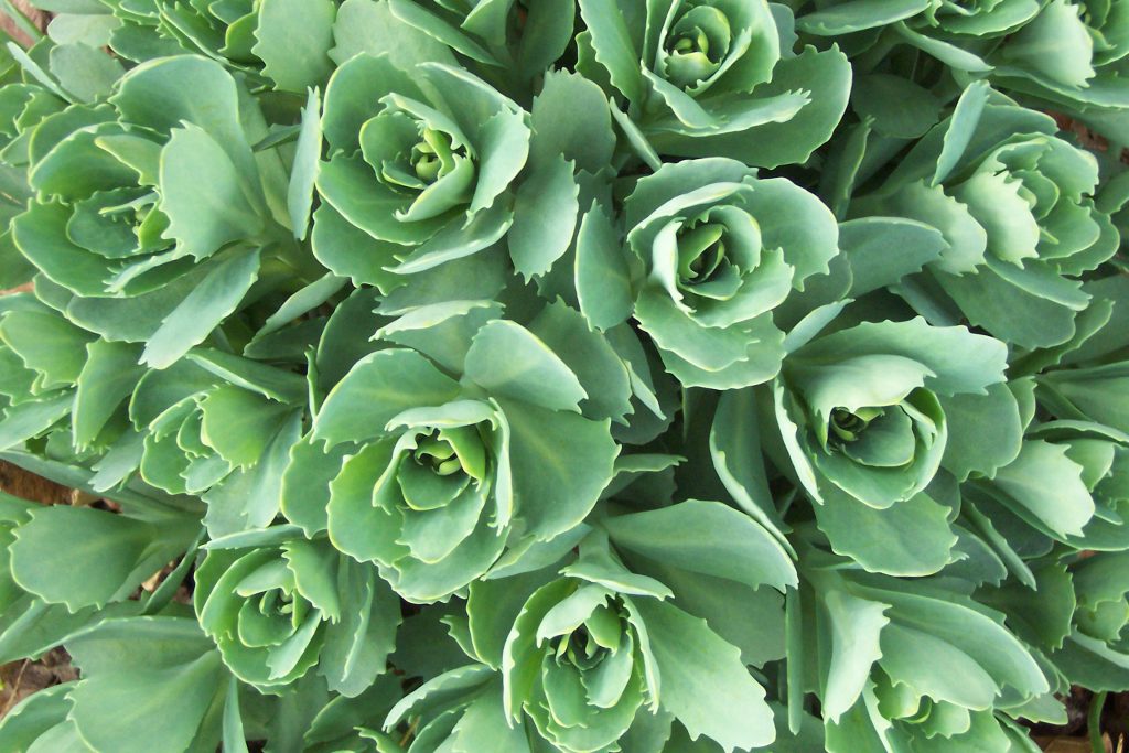 Sedum Kamčatka variegata Sedum Kamčatka variegata