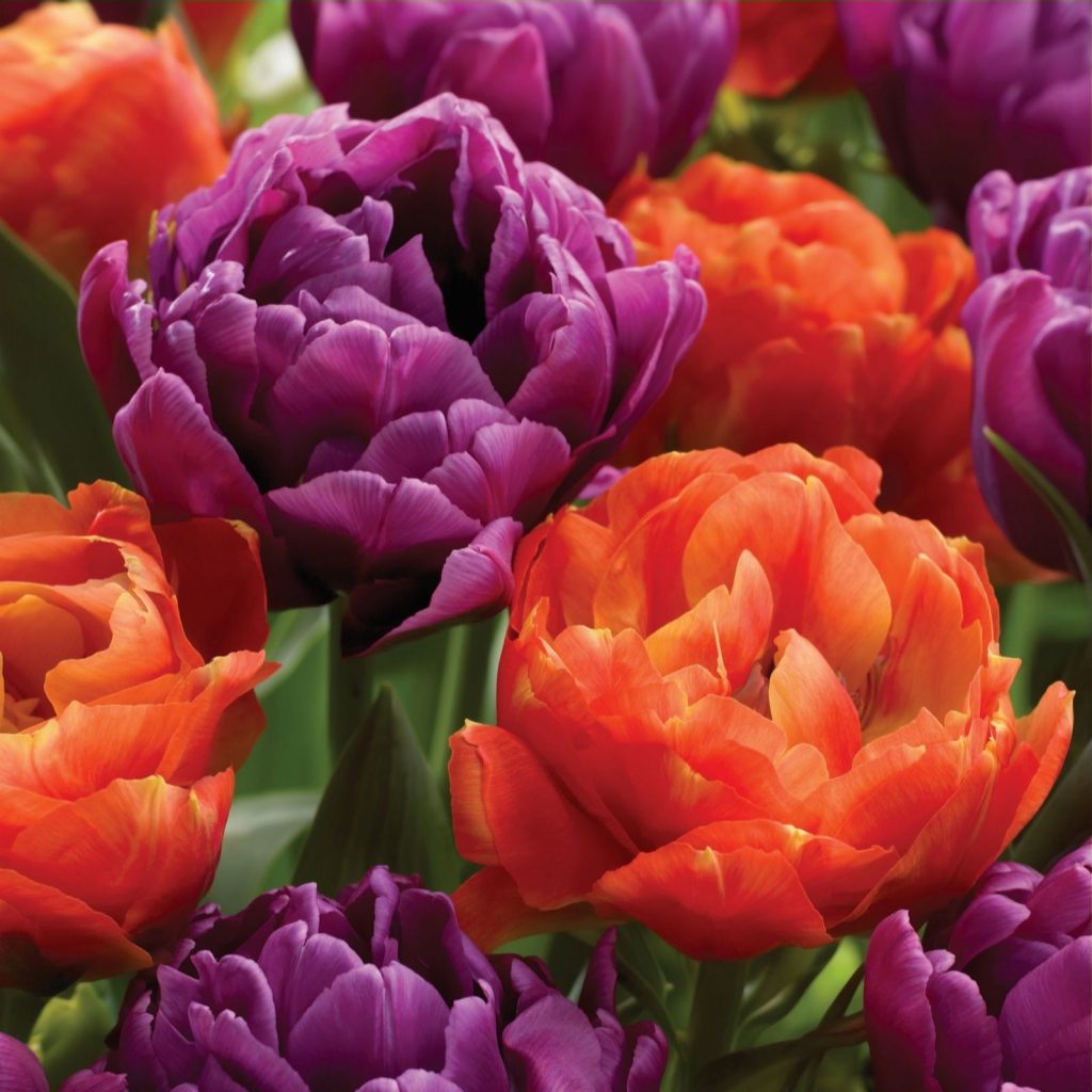 Tulipán z bielej pivónie Tulipán z bielej pivónie