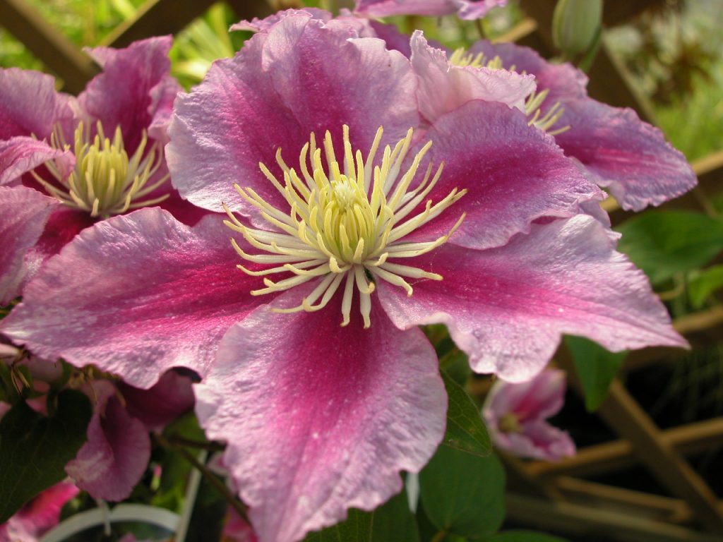 Recenzie na Clematis piilu