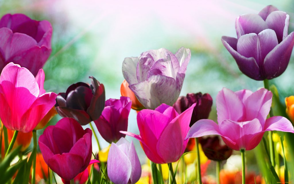 Rezané tulipány ho udržiavajte