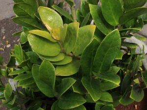 Zamioculcas - príčiny žltnutia listov a spôsoby odstránenia problému