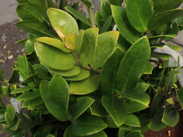 Zamioculcas - príčiny žltnutia listov a spôsoby odstránenia problému