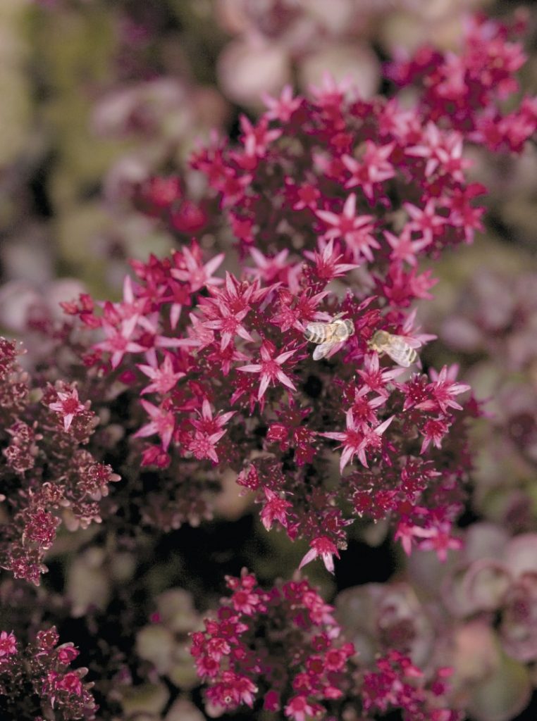 Sedum fialová Sedum fialová