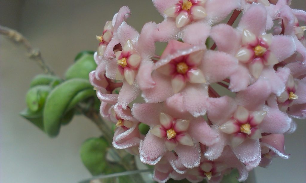 Hoya Compact Hoya Compact