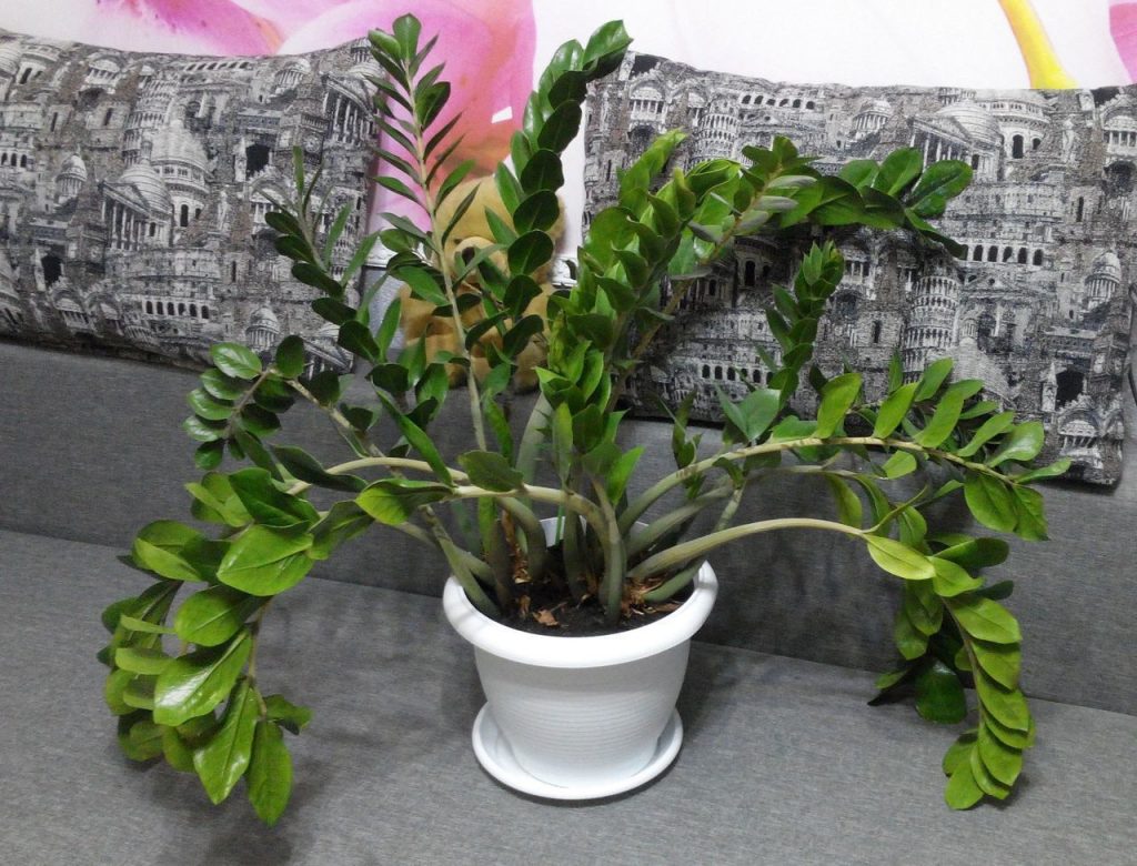 Zamioculcas foto kvetina foto