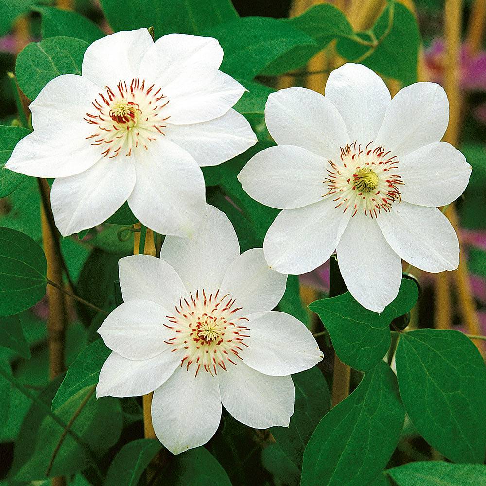 Popis slečny Batemanovej Clematis