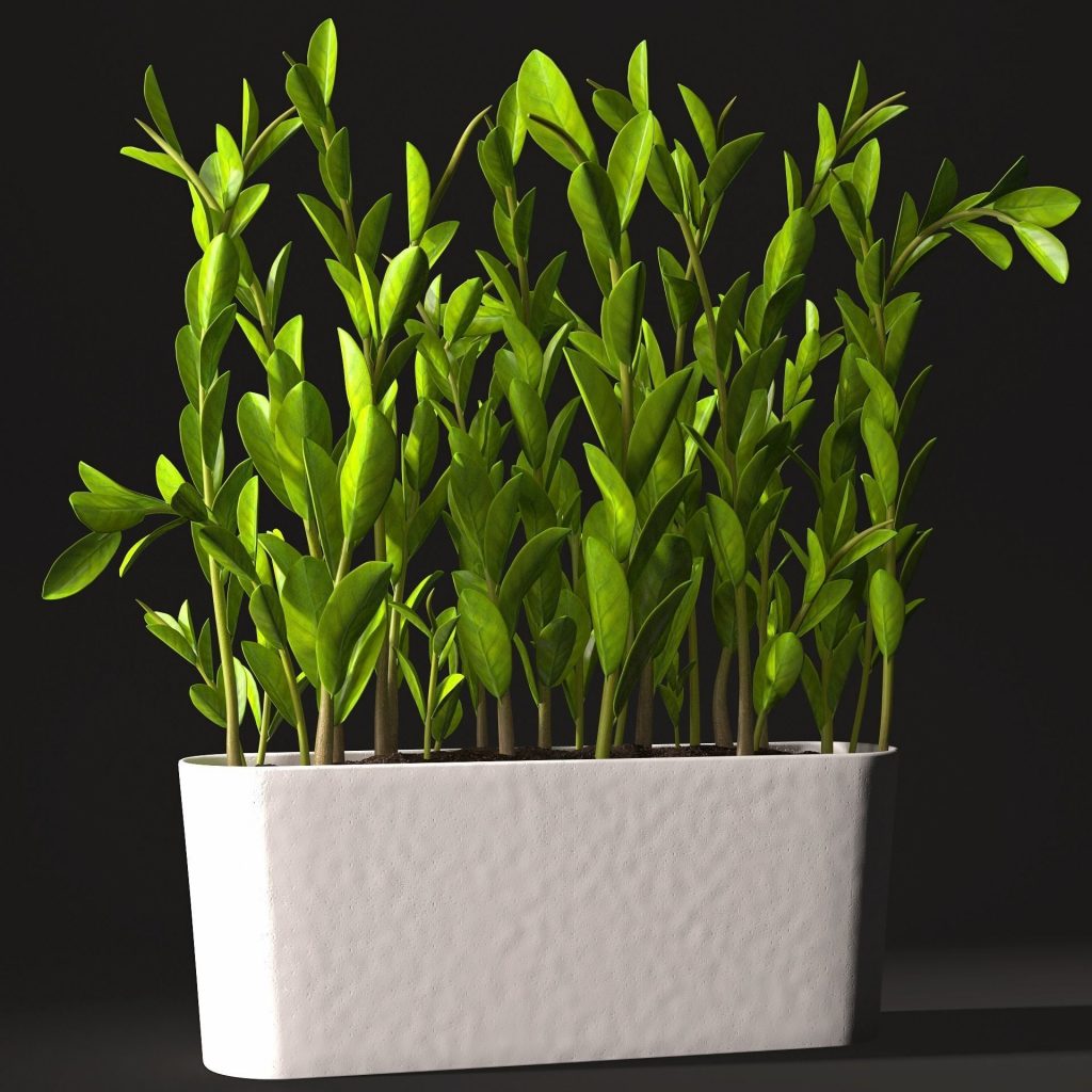 Zamioculcas starostlivosť zamioculcas