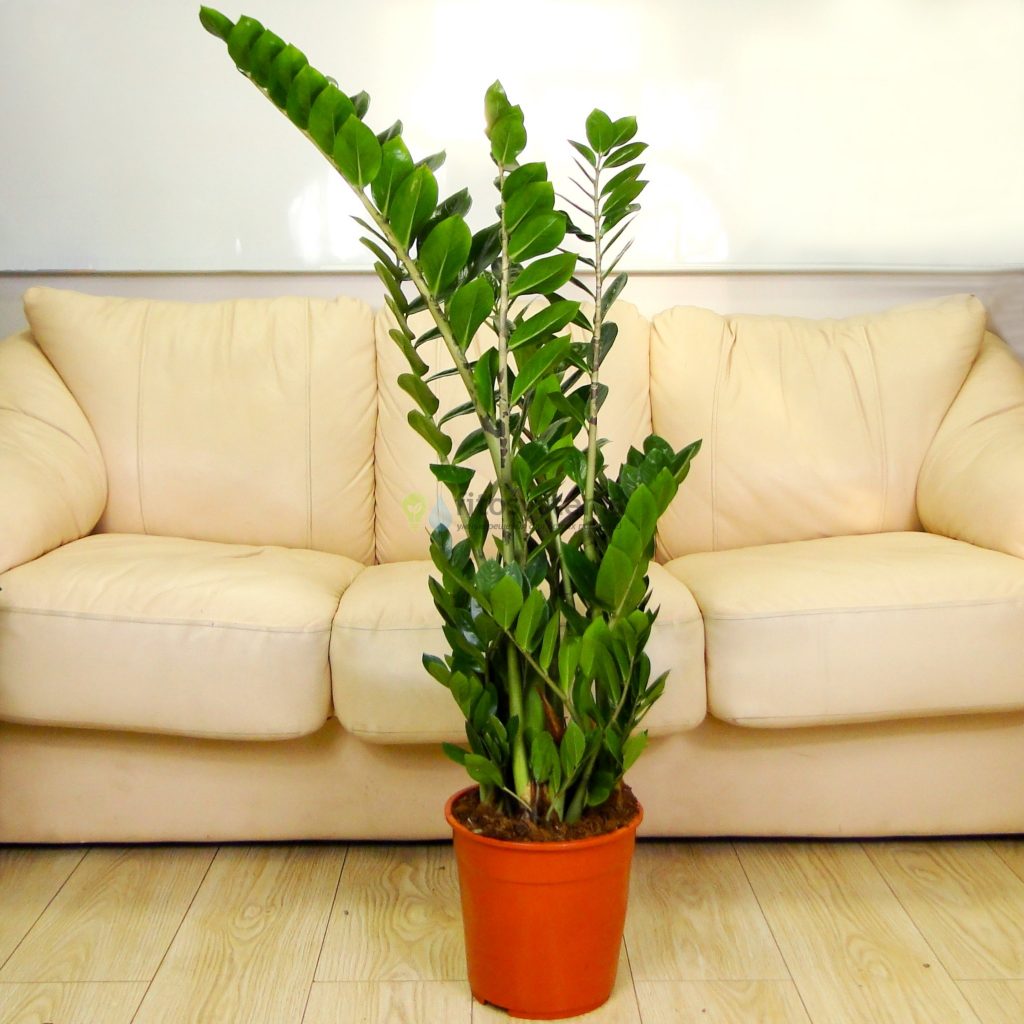 Zamioculcas fotka ako kvitne