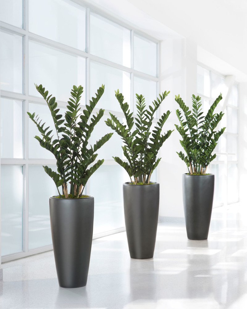 Zamioculcas nerastie ani neumiera Zamioculcas nerastie ani neumiera