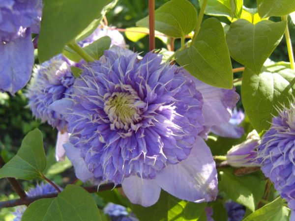 Clematis modré svetlo Clematis modré svetlo