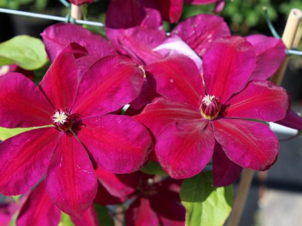 Popis odrody Clematis Westerplatte Popis odrody Clematis Westerplatte