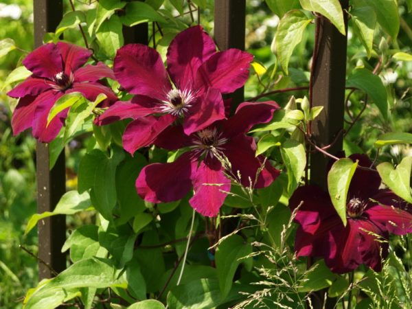 Clematis westerplatte Clematis westerplatte