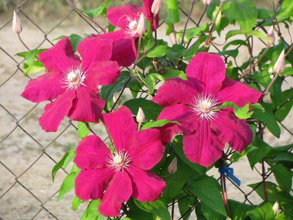 Clematis rouge kardinál výsadba a starostlivosť Clematis rouge kardinál výsadba a starostlivosť