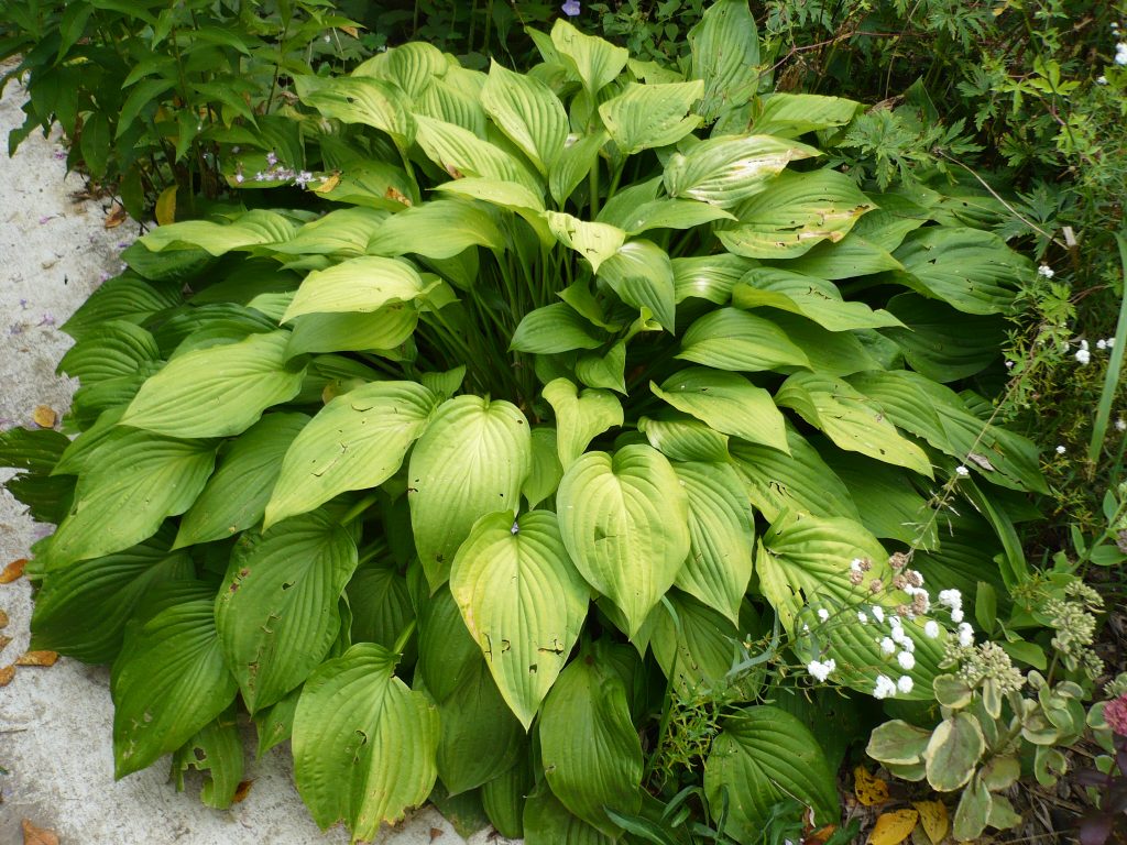 Fotografia hosta albopicta Fotografia hosta albopicta