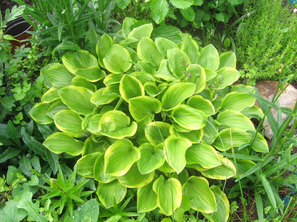 Hosta Golden Tiara Photo Hosta Golden Tiara Photo