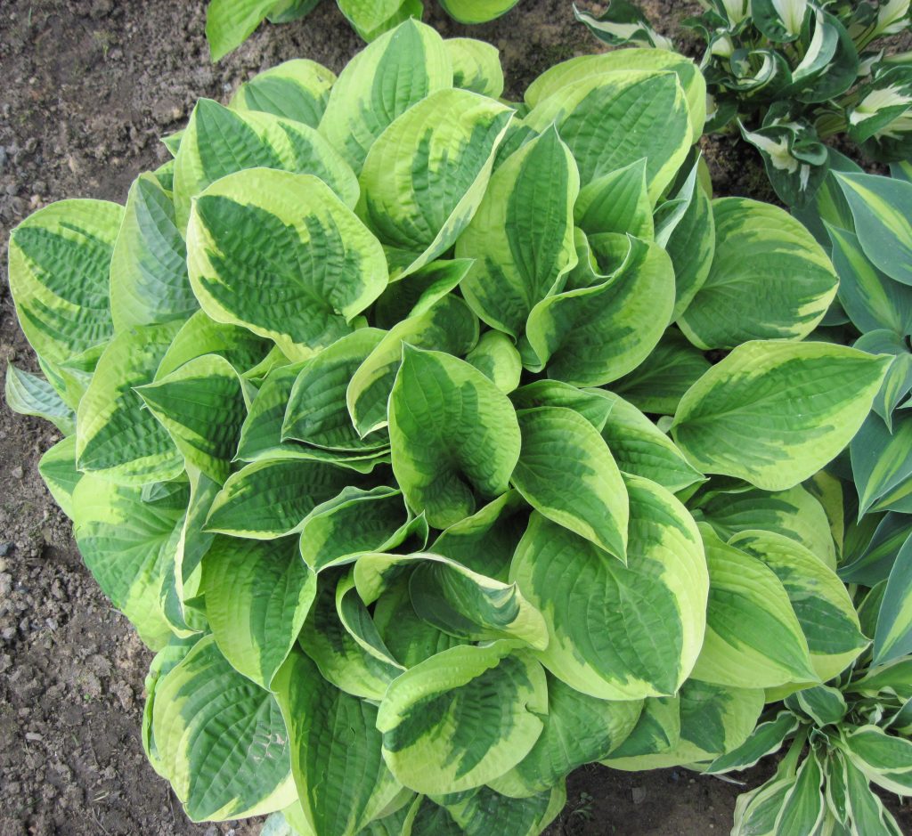 Hosta Wide Brim Popis Foto