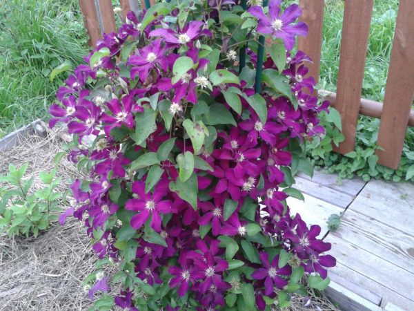 Clematis stasik Clematis stasik
