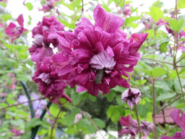 Fotografia zajatca Clematis purpurea a opis odrody Fotografia zajatca Clematis purpurea a popis odrody
