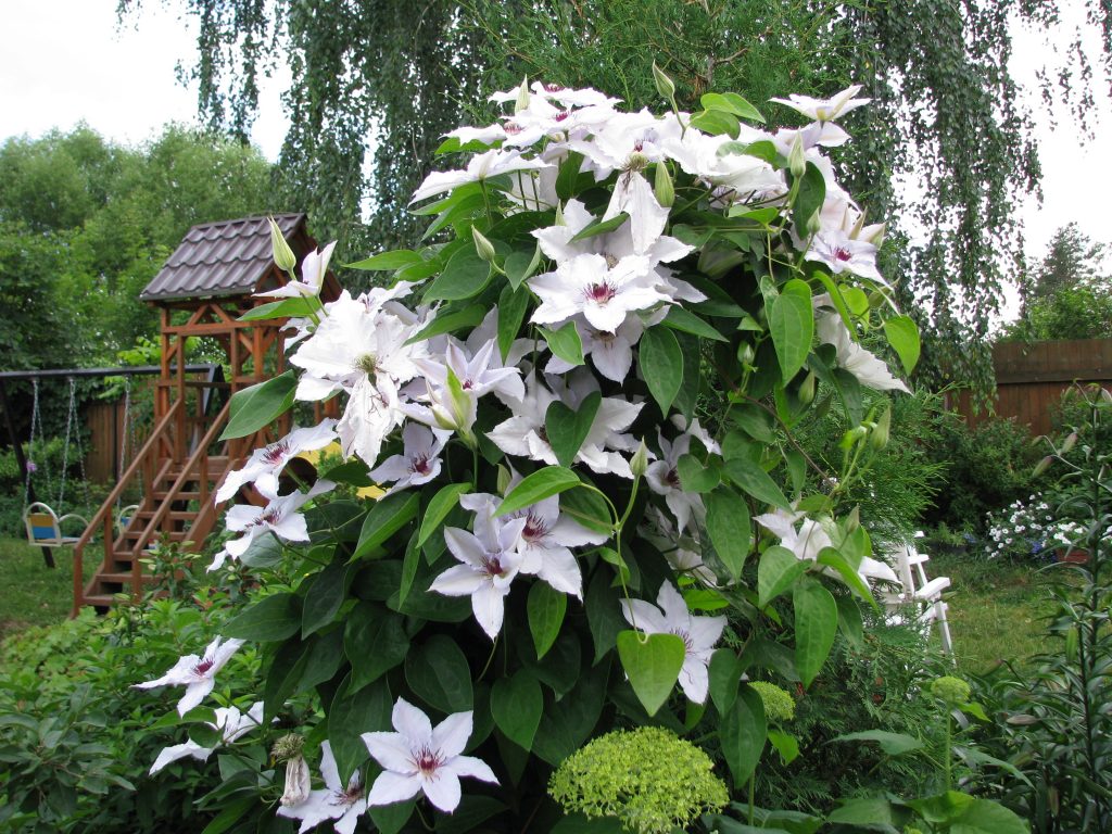 Recenzie na Clematis Snow Queen
