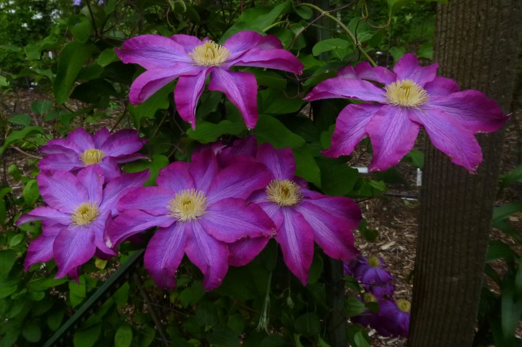 Skupina na orezávanie Clematis acao Skupina na orezávanie Clematis acao