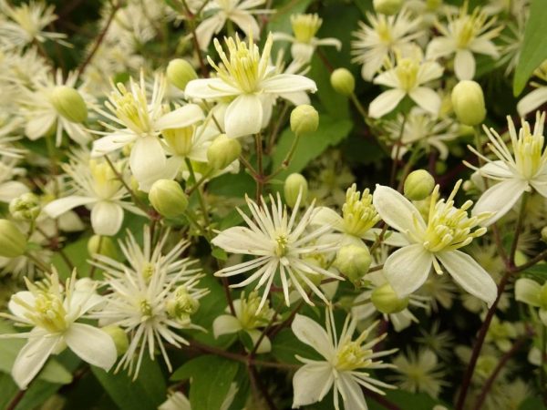 Vanilka z hroznových listov Clematis Vanilka z hroznových listov Clematis