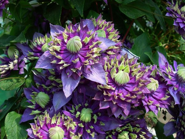 clematis taiga popis clematis taiga popis