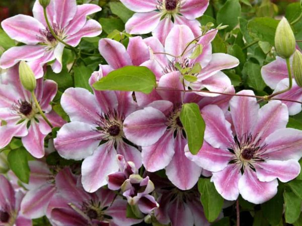 Skupina na orezávanie Clematis nelly moser Skupina na orezávanie Clematis nelly moser