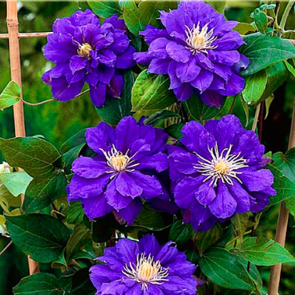 Clematis kiri te kanawa Clematis kiri te kanawa