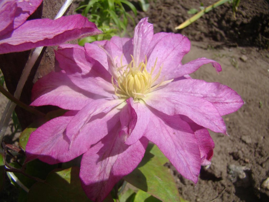 Skupina na orezávanie Clematis acao Skupina na orezávanie Clematis acao