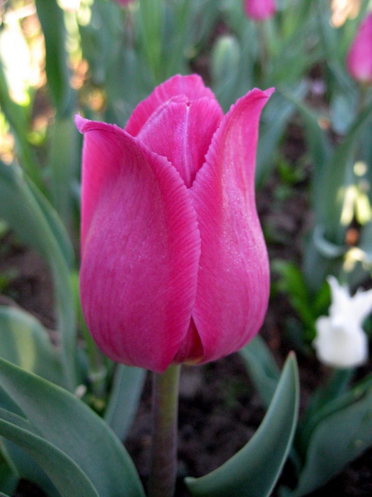 Tulipány barcelona