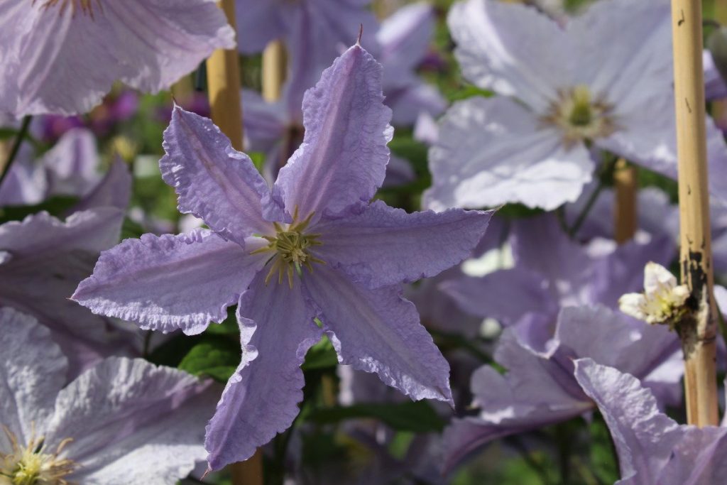 Recenzie Clematis blacketney aniol Recenzie Clematis blacketney aniol