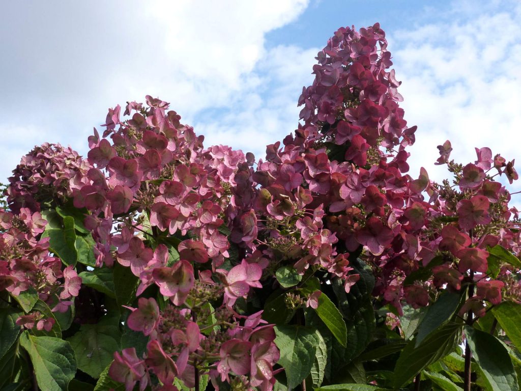 Hydrangea paniculata mega mindy